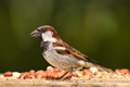housesparrow61230